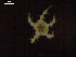  ( - DSB_3338)  @11 [ ] Copyright (2020) Magdalini Christodoulou German Centre for Marine Biodiversity Research, Senckenberg am Meer