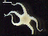  ( - DSB_3474)  @11 [ ] Copyright (2020) Magdalini Christodoulou German Centre for Marine Biodiversity Research, Senckenberg am Meer