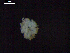 ( - DSB_3498)  @11 [ ] Copyright (2019) Magdalini Christodoulou German Center for Marine Biodiversity Research