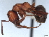  ( - BIOUG62753-A04)  @11 [ ] CreativeCommons - Attribution (2021) CBG Photography Group Centre for Biodiversity Genomics