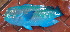  (Chlorurus microrhinos - CD15117-11)  @11 [ ] Copyright (2019) Jean-Dominique Durand Institut de Recherche pour le Développement