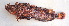  (Inimicus didactylus - CD15117-22)  @11 [ ] Copyright (2019) Jean-Dominique Durand Institut de Recherche pour le Développement