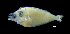  (Leiognathus cf. ruconius - G2C-040716-3)  @11 [ ] Copyright (2017) Manh Hung Pham University of Science, VNUHCMUS