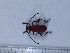  (Purpuricenus temminckii - 18TBK-007)  @11 [ ] Copyright (2019) Komine Yukio Tokyo National Research Institute for Cultural Properties