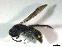  (Symmorphus apiciornatus - 19TBK-037)  @11 [ ] Copyright (2019) Komine Yukio Tokyo National Research Institute for Cultural Properties