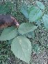  (Erythrina vogelii - CDI-DW5050)  @11 [ ] Attribution Non-Commercial Share-Alike (2023) yao83konan@gmail.com Institut Botanique Ake-Assi d Andokoi