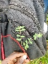  (Euphorbia convolvuloides - CDI-DW4744)  @11 [ ] Attribution Non-Commercial Share-Alike (2023) yao83konan@gmail.com Institut Botanique Ake-Assi d Andokoi