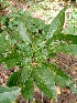  (Cordia senegalensis - CDI-DW6083)  @11 [ ] Attribution Non-Commercial Share-Alike (2023) yao83konan@gmail.com Institut Botanique Ake-Assi d Andokoi