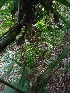  ( - CDI-DW6145)  @11 [ ] Attribution Non-Commercial Share-Alike (2023) yao83konan@gmail.com Institut Botanique Ake-Assi d Andokoi