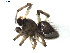  (Euryopis sp. 2GAB - BIOUG01979-D09)  @12 [ ] Copyright  G. Blagoev 2012 Unspecified
