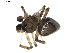 (Euryopis sp. 2GAB - BIOUG01979-D10)  @12 [ ] Copyright  G. Blagoev 2012 Unspecified