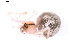  ( - BIOUG01980-D03)  @12 [ ] Copyright  G. Blagoev 2012 Unspecified