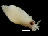  ( - Enoploteuthidae_G15DFM)  @11 [ ] CreativeCommons - Attribution Non-Commercial Share-Alike (2011) Alvaro Roura Instituto de Investigaciones Marinas