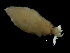  ( - Enoploteuthidae_G15DFM)  @12 [ ] CreativeCommons - Attribution Non-Commercial Share-Alike (2011) Alvaro Roura Instituto de Investigaciones Marinas