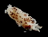  ( - Loliginidae 55_G2NAP)  @13 [ ] CreativeCommons - Attribution Non-Commercial Share-Alike (2011) Alvaro Roura Instituto de Investigaciones Marinas
