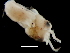  ( - Loliginidae 71_G2NAP)  @13 [ ] CreativeCommons - Attribution Non-Commercial Share-Alike (2011) Alvaro Roura Instituto de Investigaciones Marinas