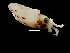  ( - Loliginidae B_S14PAN)  @13 [ ] CreativeCommons - Attribution Non-Commercial Share-Alike (2011) Alvaro Roura Instituto de Investigaciones Marinas