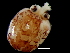  ( - Ommastrephidae_4p2172009)  @12 [ ] CreativeCommons - Attribution Non-Commercial Share-Alike (2011) Alvaro Roura Instituto de Investigaciones Marinas