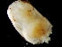  ( - Ommastrephidae_5p2392009)  @12 [ ] CreativeCommons - Attribution Non-Commercial Share-Alike (2011) Alvaro Roura Instituto de Investigaciones Marinas
