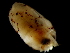  ( - Ommastrephidae_5p2392009)  @12 [ ] CreativeCommons - Attribution Non-Commercial Share-Alike (2011) Alvaro Roura Instituto de Investigaciones Marinas
