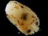  ( - Ommastrephidae_5p2392009)  @12 [ ] CreativeCommons - Attribution Non-Commercial Share-Alike (2011) Alvaro Roura Instituto de Investigaciones Marinas