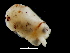 ( - Ommastrephidae_5p2592009)  @13 [ ] CreativeCommons - Attribution Non-Commercial Share-Alike (2011) Alvaro Roura Instituto de Investigaciones Marinas