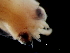  ( - Ommastrephidae A_S11SAN)  @12 [ ] CreativeCommons - Attribution Non-Commercial Share-Alike (2011) Alvaro Roura Instituto de Investigaciones Marinas