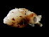 ( - Ommastrephidae A_S16PAN)  @12 [ ] CreativeCommons - Attribution Non-Commercial Share-Alike (2011) Alvaro Roura Instituto de Investigaciones Marinas
