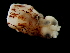  ( - Ommastrephidae A_S16PAN)  @12 [ ] CreativeCommons - Attribution Non-Commercial Share-Alike (2011) Alvaro Roura Instituto de Investigaciones Marinas