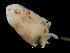  ( - Ommastrephidae A_S18SAN)  @13 [ ] CreativeCommons - Attribution Non-Commercial Share-Alike (2011) Alvaro Roura Instituto de Investigaciones Marinas
