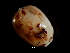  ( - Omastrephidae_S20PAN)  @12 [ ] CreativeCommons - Attribution Non-Commercial Share-Alike (2011) Alvaro Roura Instituto de Investigaciones Marinas