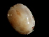  ( - Omastrephidae_S20PAN)  @12 [ ] CreativeCommons - Attribution Non-Commercial Share-Alike (2011) Alvaro Roura Instituto de Investigaciones Marinas