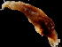  ( - Onychoteuthis 2_G20NOM)  @11 [ ] CreativeCommons - Attribution Non-Commercial Share-Alike (2011) Alvaro Roura Instituto de Investigaciones Marinas