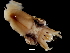  (Pyroteuthidae - Pyroteuthis margaritifera_G5DFP)  @14 [ ] CreativeCommons - Attribution Non-Commercial Share-Alike (2011) Alvaro Roura Instituto de Investigaciones Marinas