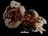  ( - Sepiolidae 2_S16PAN)  @12 [ ] CreativeCommons - Attribution Non-Commercial Share-Alike (2011) Alvaro Roura Instituto de Investigaciones Marinas