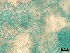 ( - Beauveria bassiana 080)  @11 [ ] CreativeCommons  Attribution Non-Commercial Share-Alike (2018) Julieta Tornesello G. Cepave, La Plata, Bs As, Argentina