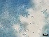  ( - Beauveria bassiana 149)  @11 [ ] CreativeCommons  Attribution Non-Commercial Share-Alike (2018) Julieta Tornesello G. Cepave, La Plata, Bs As, Argentina