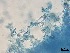  ( - Beauveria bassiana 317)  @11 [ ] CreativeCommons  Attribution Non-Commercial Share-Alike (2018) Julieta Tornesello G. Cepave, La Plata, Bs As, Argentina