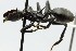  (Cephalotes atratus - MELO_1455)  @15 [ ] CreativeCommons - Attribution (2014) Adrian Troya MEPN