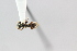  (Cephalotes palta - MEPN_28353)  @12 [ ] CreativeCommons - Attribution (2014) Adrian Troya MEPN