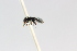  (Cephalotes manni - MEPN_28442)  @11 [ ] CreativeCommons - Attribution (2014) Adrian Troya MEPN