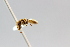  (Cephalotes adolphi - MEPN_28455)  @13 [ ] CreativeCommons - Attribution (2014) Adrian Troya MEPN