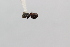  (Cephalotes pallidus - MEPN_3521)  @12 [ ] CreativeCommons - Attribution (2014) Adrian Troya MEPN