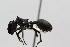  (Cephalotes opacus - MEPN_3550)  @13 [ ] CreativeCommons - Attribution (2014) Adrian Troya MEPN