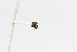  (Cephalotes christopherseni - MEPN_4108)  @11 [ ] CreativeCommons - Attribution (2014) Adrian Troya MEPN