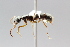  (Neoponera cavinodis - MEPN_5036)  @14 [ ] CreativeCommons - Attribution (2014) Adrian Troya MEPN