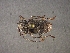  (Ecyrus lineicollis - CER-124)  @13 [ ] Unspecified (default): All Rights Reserved  Unspecified Unspecified