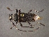  (Olenosus serrimanus - CER-126)  @12 [ ] Unspecified (default): All Rights Reserved  Unspecified Unspecified