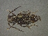  (Desmiphora hirticollis - CER-231)  @13 [ ] Unspecified (default): All Rights Reserved  Unspecified Unspecified