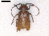  (Dorysthenes - AR0002)  @11 [ ] CreativeCommons  Attribution Non-Commercial Share-Alike (2019) Carlos Lopez Vaamonde Institut National de la Recherche Agronomique, Zoologie Forestiere